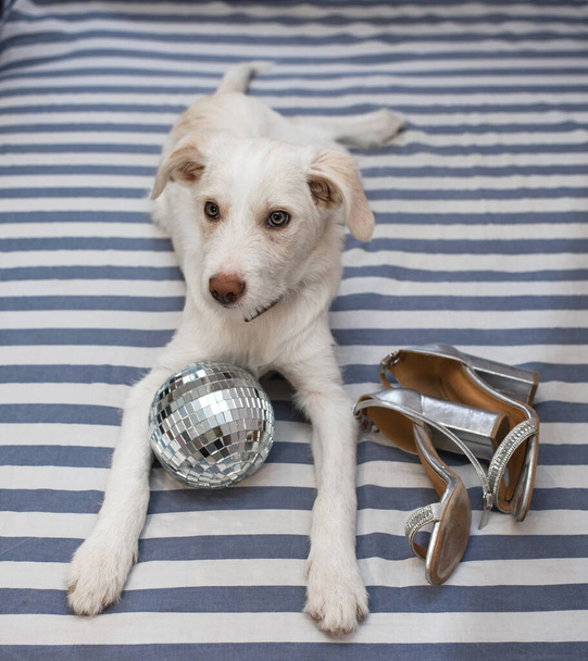 beautiful elegant white puppy lies on his stomach on gray striped sheet, enjoying a pleasant moment. Nearby are silver high-heeled shoes and a mirrored disco ball. positive, humor. glamorous pet life - Photo, Image