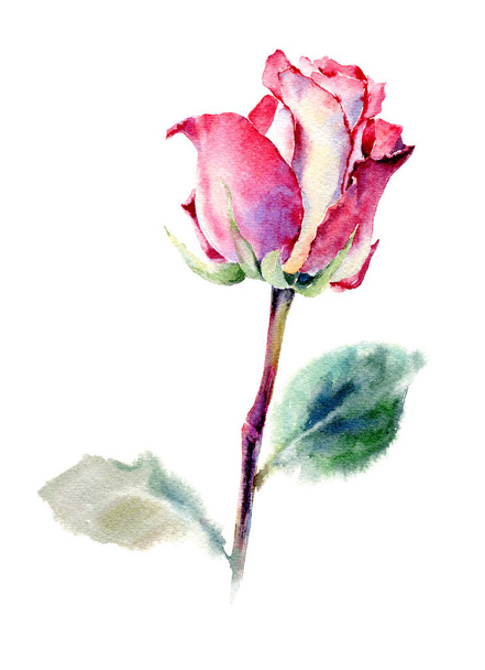 Käsin piirretty akvarelli kuva Red Rose. Eristetty valkoisella pohjalla. - Valokuva, kuva