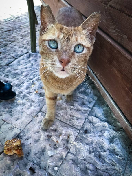 homeless cat thanks for the food - Photo, Image