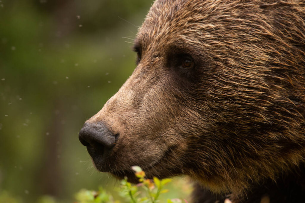 Medvěd hnědý, Ursus arctos s malýma upřímnýma očima ve finském lese taiga, severní Evropa. - Fotografie, Obrázek