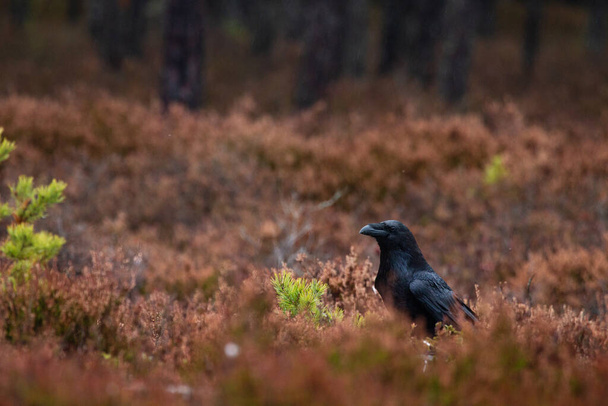 Sötét Holló, Corvus corax egy őszi mocsári erdőben az észt vad természetben. - Fotó, kép