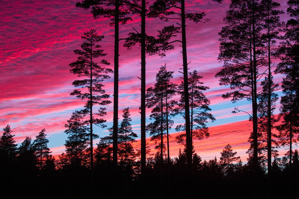 Красивые закатные цвета в бореальных сосновых лесах Эстонии осенним вечером. - Фото, изображение