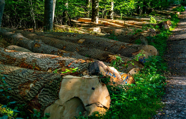 Troncos recién cortados en el bosque esperando ser procesados. .. Foto de alta calidad - Foto, imagen