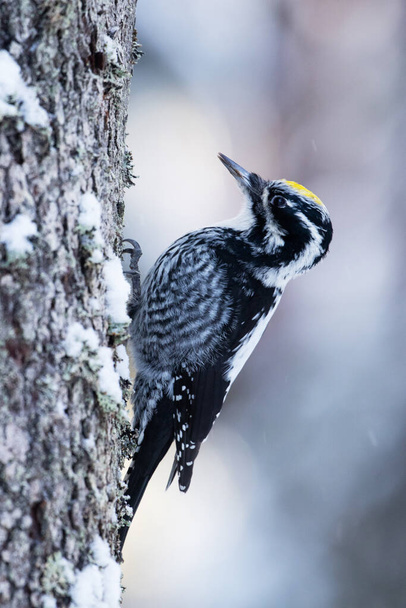 Eurasian three-toed woodpecker, Picoides tridactylus on a tree in an old coniferous boreal forest of Estonia, Northern Europe. - Photo, Image