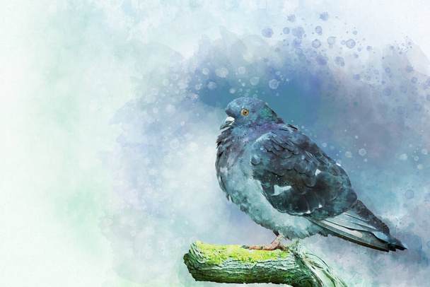 Portrét holubího ptáka, akvarel. Ptačí ilustrace. - Fotografie, Obrázek