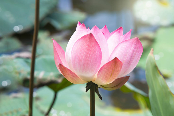 Růžový lotosový květ kvetoucí mezi svěžími listy v jezírku pod jasným letním sluncem, je to druh stromu, který je považován za váš symbol pohody. - Fotografie, Obrázek