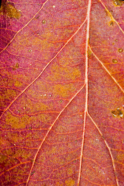 Closeup of dry red and orange autumn leaf - Photo, image