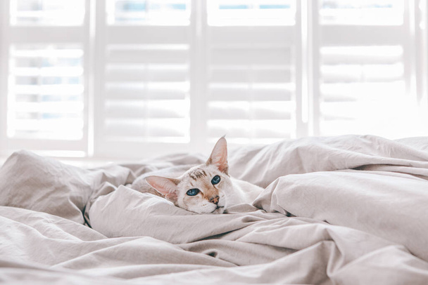 Όμορφη γαλανομάτα ανατολίτικη γάτα που αναπαύεται στο κρεβάτι στο σπίτι κοιτάζοντας στην κάμερα. Χνουδωτό τριχωτό κατοικίδιο με μπλε μάτια που χαλαρώνει στο σπίτι. Αξιολάτρευτο τριχωτό ζώο αιλουροειδές φίλο. Εσωτερική ζωή. - Φωτογραφία, εικόνα