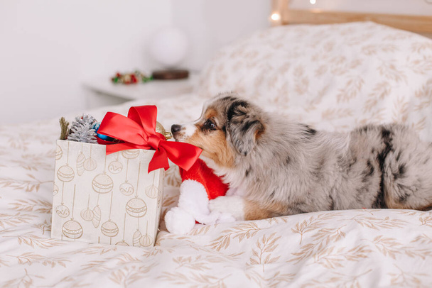 Cute small dog pet sitting on bed at home exploring gift box with presents. Christmas New Year holiday celebration. Adorable miniature Australian shepherd dog puppy sniffing toys. - Photo, Image