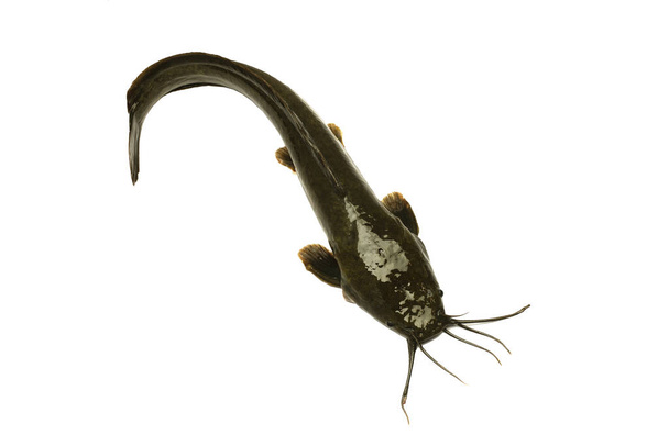 Big Oui Catfish, agriculture catfish isolated on a white background. Freshwater fish that are food and economic fish for fishermen in Thailand. top vie - Foto, Imagem