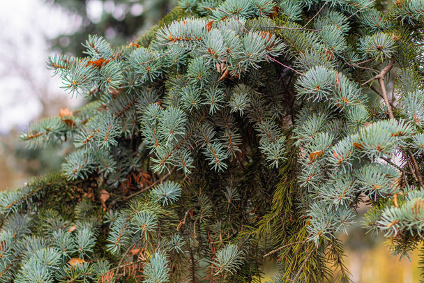 Красиві гілки сосни зелені і коричневі голки
 - Фото, зображення