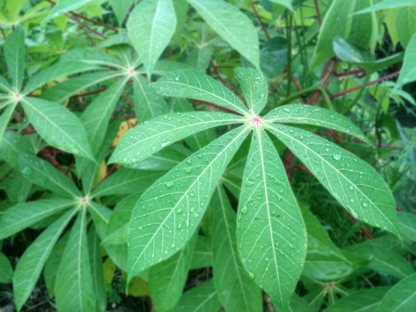 foglie di manioca nel cortile - Foto, immagini