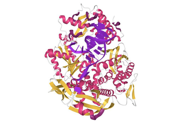 Pyrococcus abyssi B familie DNA polymerase gebonden aan een dsDNA, 3D cartoon model geïsoleerd, witte achtergrond - Foto, afbeelding