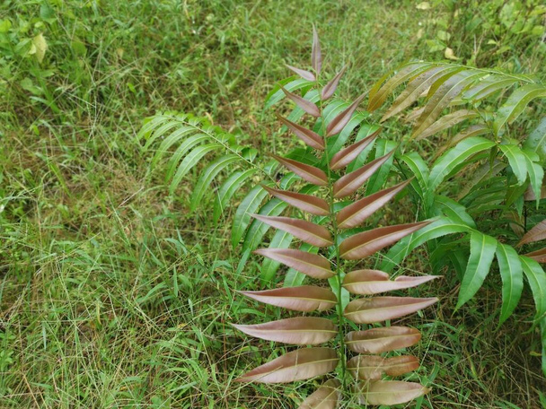 wild leafy shoot of blechnum occidentale fern - Photo, Image