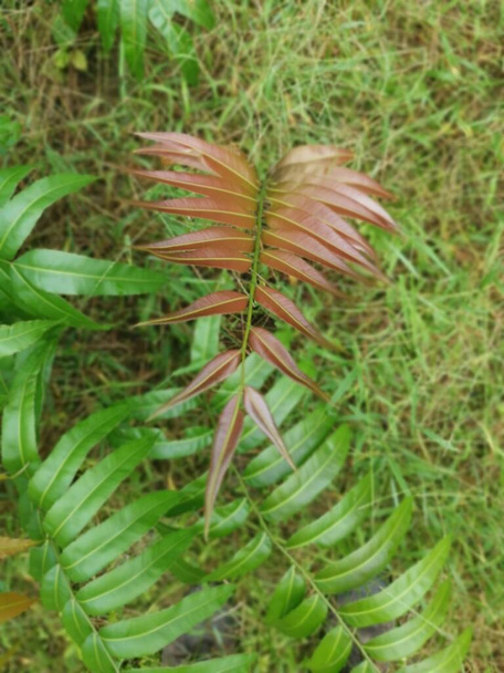 dzikie liściaste pędy paproci occidentale - Zdjęcie, obraz