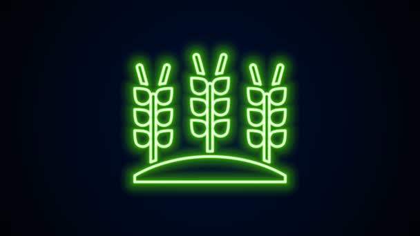 Pilav, buğday, mısır, yulaf, çavdar ve siyah arka planda izole edilmiş arpa ikonu içeren parlak neon çizgileri. Buğday ekmeği sembolleri. 4K Video hareketli grafik canlandırması - Video, Çekim
