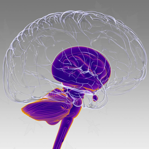 Emberi agy belső részek Anatómia orvosi koncepció 3D illusztráció - Fotó, kép