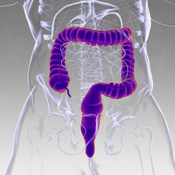 Anatomia humana do sistema digestivo da ilustração 3D do intestino grande para o conceito médico - Foto, Imagem