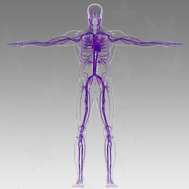 Coração humano com anatomia do sistema circulatório para ilustração médica do conceito 3D - Foto, Imagem
