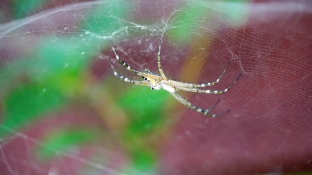 Fokussieren Sie ziehen, um sich zu verstecken und zu enthüllen, große Spinne im Webzelt, Nahaufnahme - Filmmaterial, Video