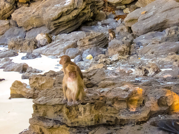 Małpa na plaży Monkey Beach Phi Phi, Tajlandia. Plaża Monkey na wyspie Phi Phi w Tajlandii - Zdjęcie, obraz