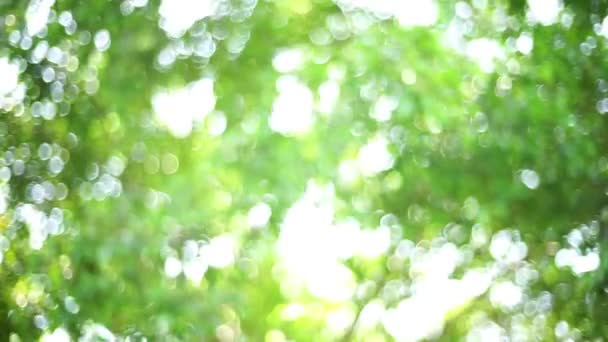 déconcentré abstrait nature feuilles vertes et bokeh lumières fond - Séquence, vidéo