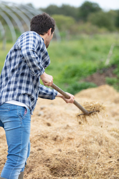 man puts the hay on a haystack for animal feed - Фото, изображение