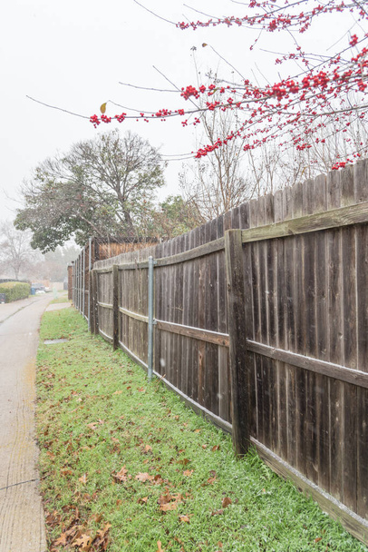 Prázdná obytná zadní ulička v Dallasu v Texasu s rozkvetlou červenou zimou Ilex Decidua ve sněhu. Červené plody vačice Haw, opadavé Holly na velkém keři malý strom bez listí spící - Fotografie, Obrázek