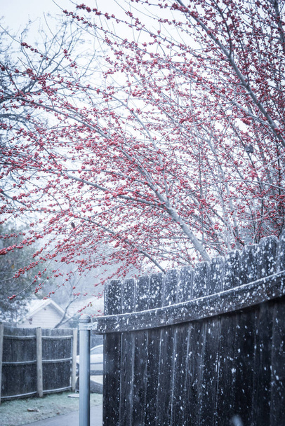 Toned photo Ilex Decidua red fruits over brown fence in snowy day near Dallas, Texas, America. Large shrub small tree with no leaves dormant of winter berry, Possum Haw, Deciduous Holly - Photo, Image