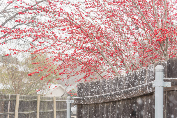 アメリカ、テキサス州ダラス近くの雪の日に茶色のフェンスの上にアレックスDecidua赤い果実。冬のベリーの休眠状態の葉のない大きな低木の小さな木、 Possum Haw 、落葉ホリー - 写真・画像