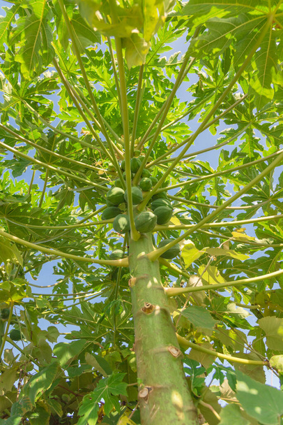 澄んだ青空の下、緑豊かなパパイヤの木の眺め。テキサス州ダラス近郊のコミュニティガーデンで育った未成熟のパパイヤ、紙、または手提げ - 写真・画像