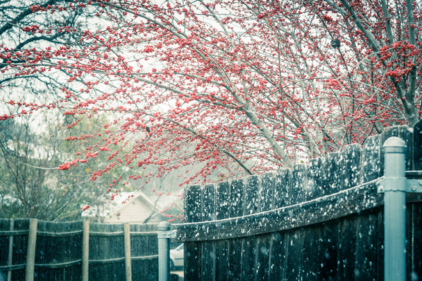 トンの写真米国テキサス州ダラス近くの雪の日に、茶色の柵の上のIlex Decidua赤い果実。冬のベリーの休眠状態の葉のない大きな低木の小さな木、 Possum Haw 、落葉ホリー - 写真・画像