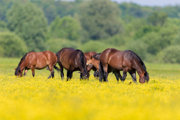 Konie na pastwisku pełnym żółtych kwiatów, Lonjsko polje, Chorwacja - Zdjęcie, obraz