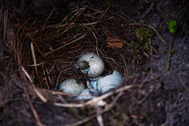 Cáscaras de huevo rotas en un nido de mirlo durante la temporada de cría en primavera en el bosque boreal estonio, norte de Europa. - Foto, Imagen