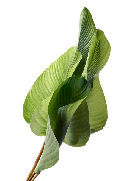Calathea blad, Exotisch tropisch blad, Groot groen blad, geïsoleerd op witte achtergrond met knippad  - Foto, afbeelding