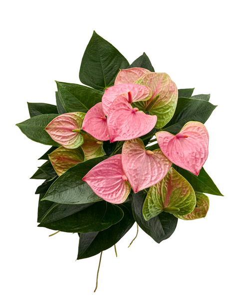Flamant rose ou anthurium plantes de rêve doux avec des fleurs et des feuilles isolées sur fond blanc, avec chemin de coupe    - Photo, image