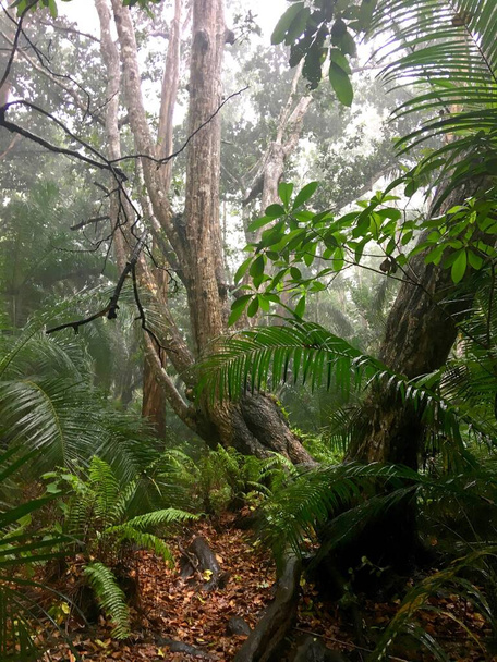 Джунгли тропических лесов пейзаж с большими деревьями в Занзибаре - Фото, изображение