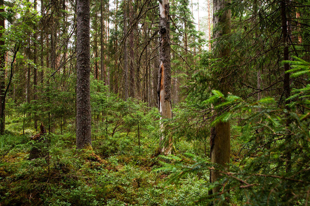 Ένα καταπράσινο κωνοφόρο δάσος στην Εσθονία κατά τη διάρκεια του καλοκαιριού. - Φωτογραφία, εικόνα