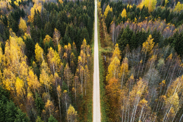 Una antena de un pequeño camino que atraviesa un colorido bosque boreal otoñal de Estonia, norte de Europa. - Foto, imagen