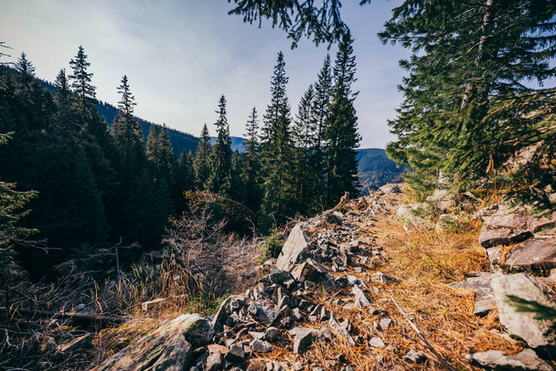 A close up of a hillside next to a forest - Fotografie, Obrázek