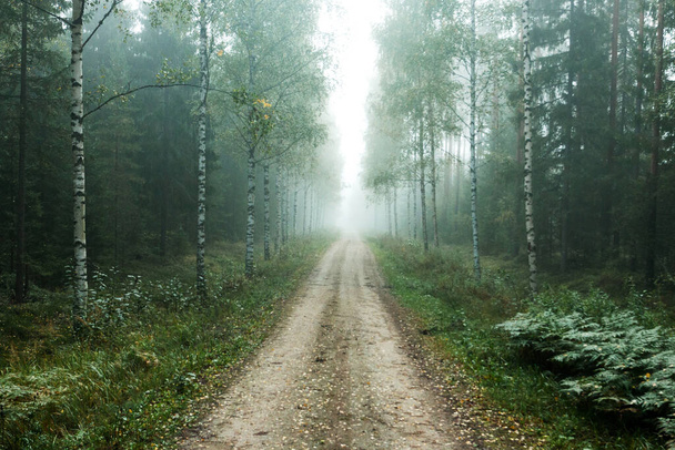 Kis földút ködös őszi reggelen át Észtország vegyes boreális erdejében, Észak-Európában. - Fotó, kép