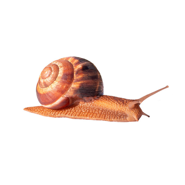 A grape brown snail with a large shell is crawling. Isolated image for print, face cream. Healing snail mucin. - 写真・画像