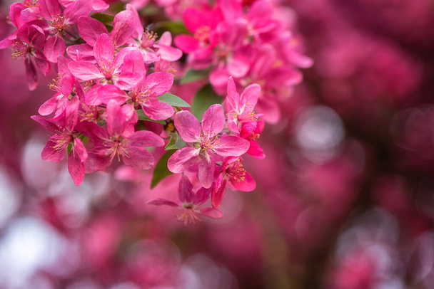 Φυσικό φλοράλ φόντο, άνθιση διακοσμητικών ροζ λουλουδιών μηλιάς στον κήπο της άνοιξης. Μακρο εικόνα με χώρο αντιγραφής κατάλληλο για ταπετσαρία, κάλυμμα ή ευχετήρια κάρτα - Φωτογραφία, εικόνα