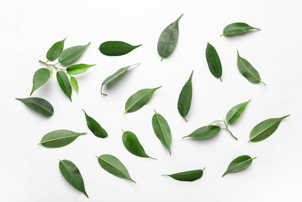 Hojas de té verde sobre fondo blanco - Foto, imagen
