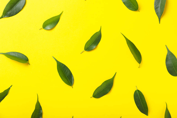 Groene thee bladeren op kleur achtergrond - Foto, afbeelding