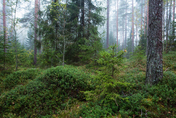 Ένα ομιχλώδες φθινοπωρινό πρωινό σε ένα κωνοφόρο δάσος της Εσθονίας. - Φωτογραφία, εικόνα