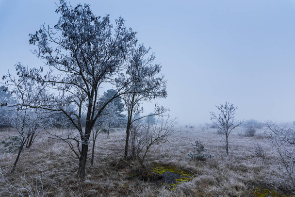ψυχρό παγωμένο τοπίο με θάμνους και λιβάδια δέντρων - Φωτογραφία, εικόνα