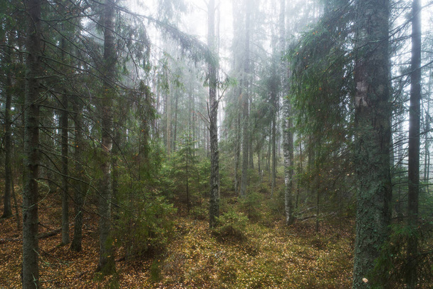 Ein nebliger und mystischer Herbstmorgen in einem borealen Mischwald in Estland, Nordeuropa. - Foto, Bild