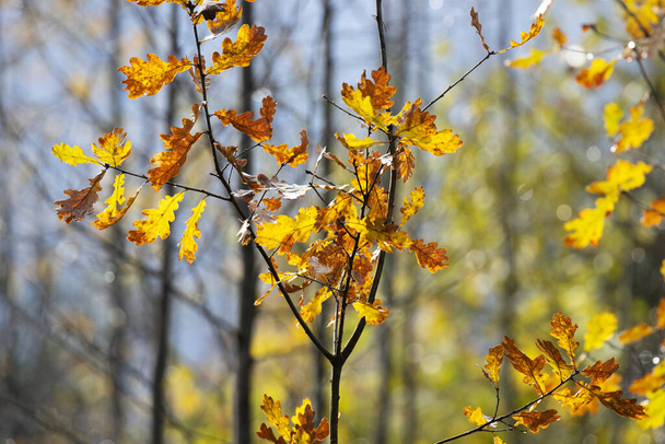 Estonya Boreal Ormanı 'nda sonbahar yaprakları arasında renkli Avrupa meşe yaprakları. - Fotoğraf, Görsel