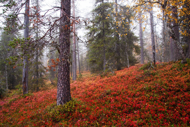An autumnal old-growth taiga forest with colorful forest floor during fall foliage in Northern Finland near Salla. - Photo, Image